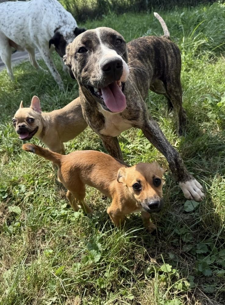 Raspberry, Adoptable, Puppy Female Pit Bull Terrier.