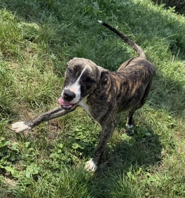 Enlarge Raspberry, a Adoptable mixed breed in Cheektowaga, NY image 2/5
