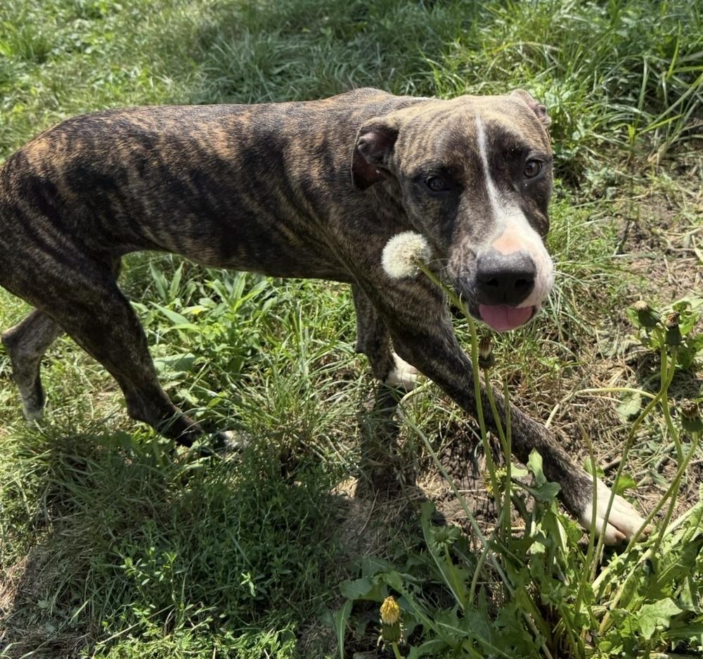 Enlarge Raspberry, a Adoptable mixed breed in Cheektowaga, NY image 3/5