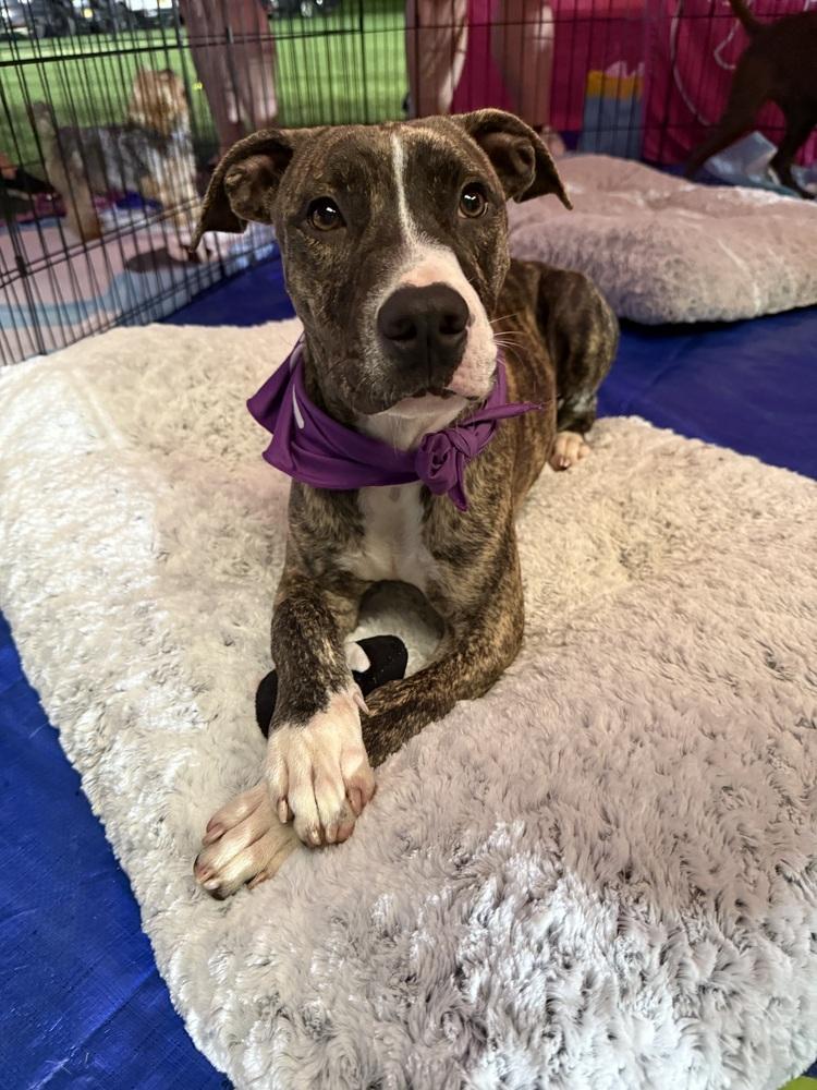 Enlarge Raspberry, a Adoptable mixed breed in Cheektowaga, NY image 5/5
