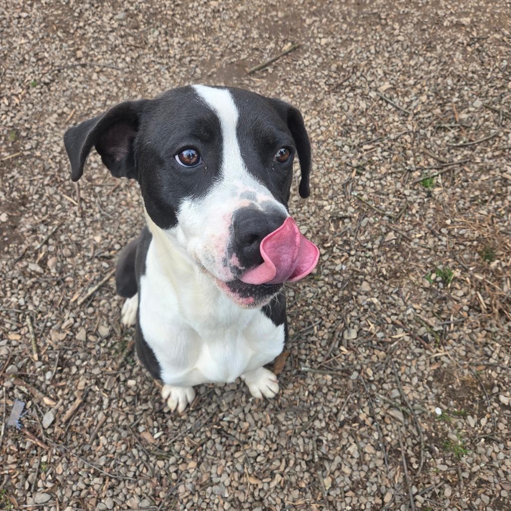 Cherokee, Adoptable, Adult Male Mixed Breed.