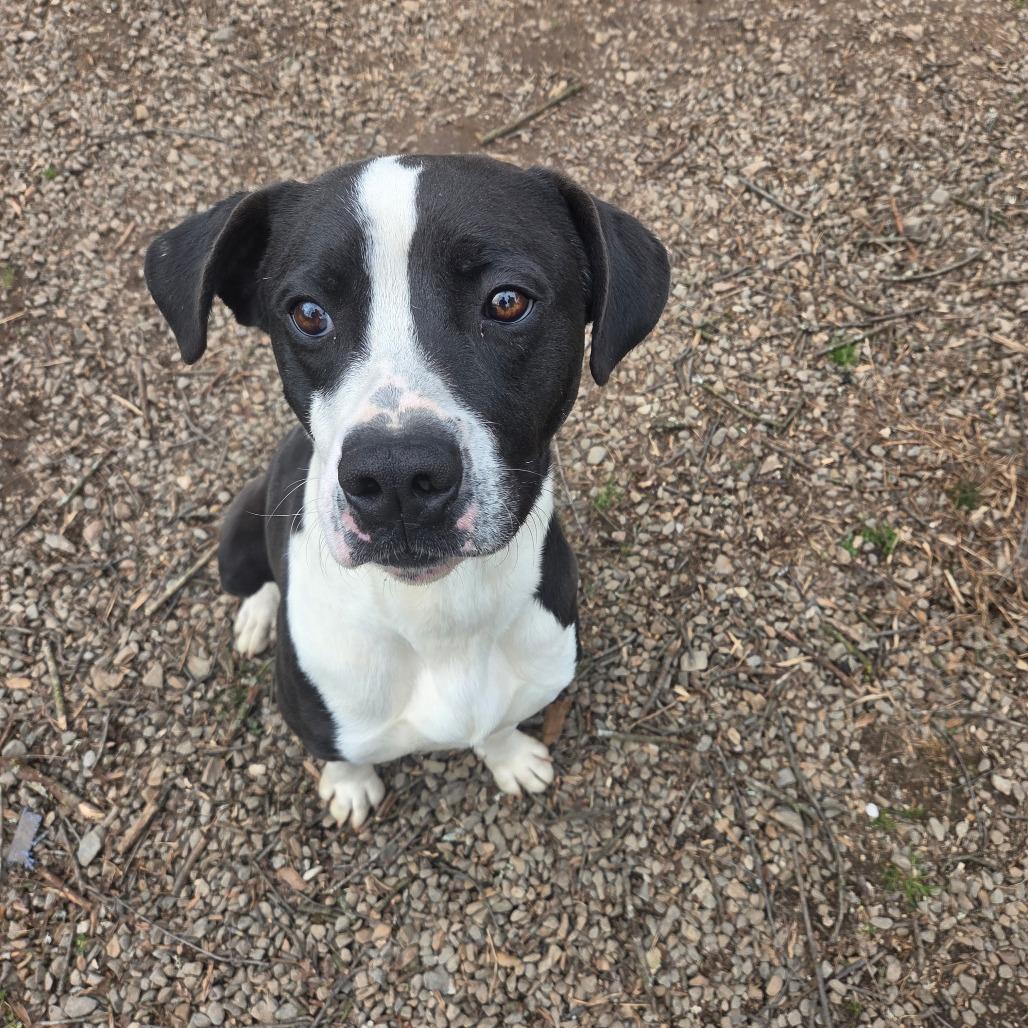 Cherokee, a Adoptable Mixed Breed in Marble, NC image 2/4