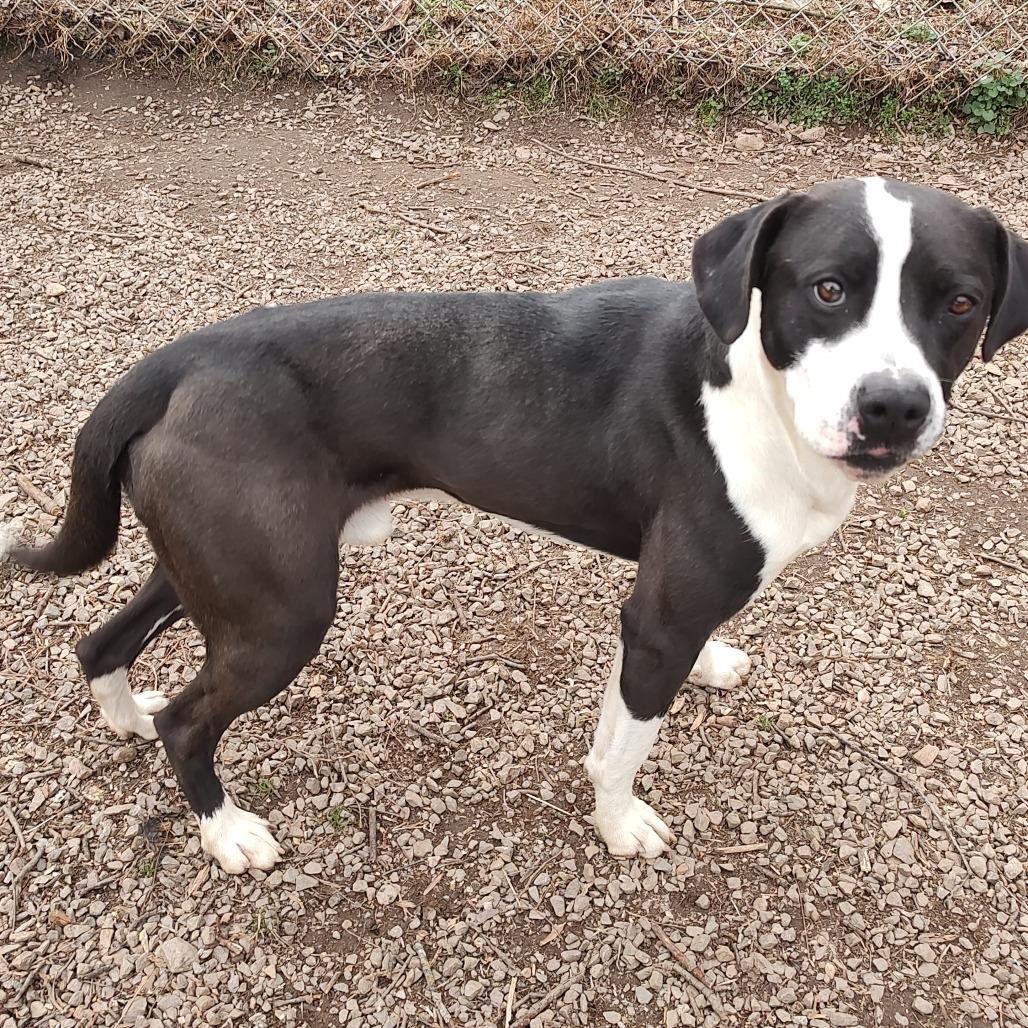 Cherokee, a Adoptable Mixed Breed in Marble, NC image 3/4