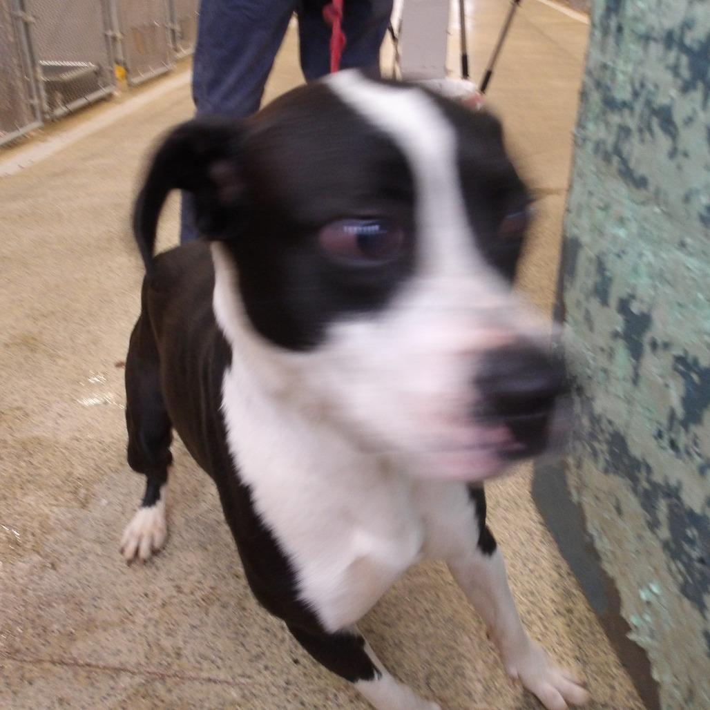 Cherokee, a Adoptable Mixed Breed in Marble, NC image 4/4