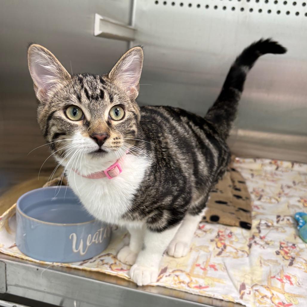 Canyon, Adoptable, Young Male Domestic Short Hair.