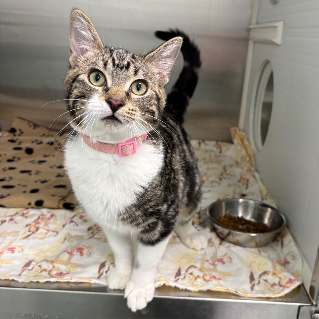 Enlarge Canyon, a Adoptable Domestic Short Hair in Saskatoon, SK image 2/2