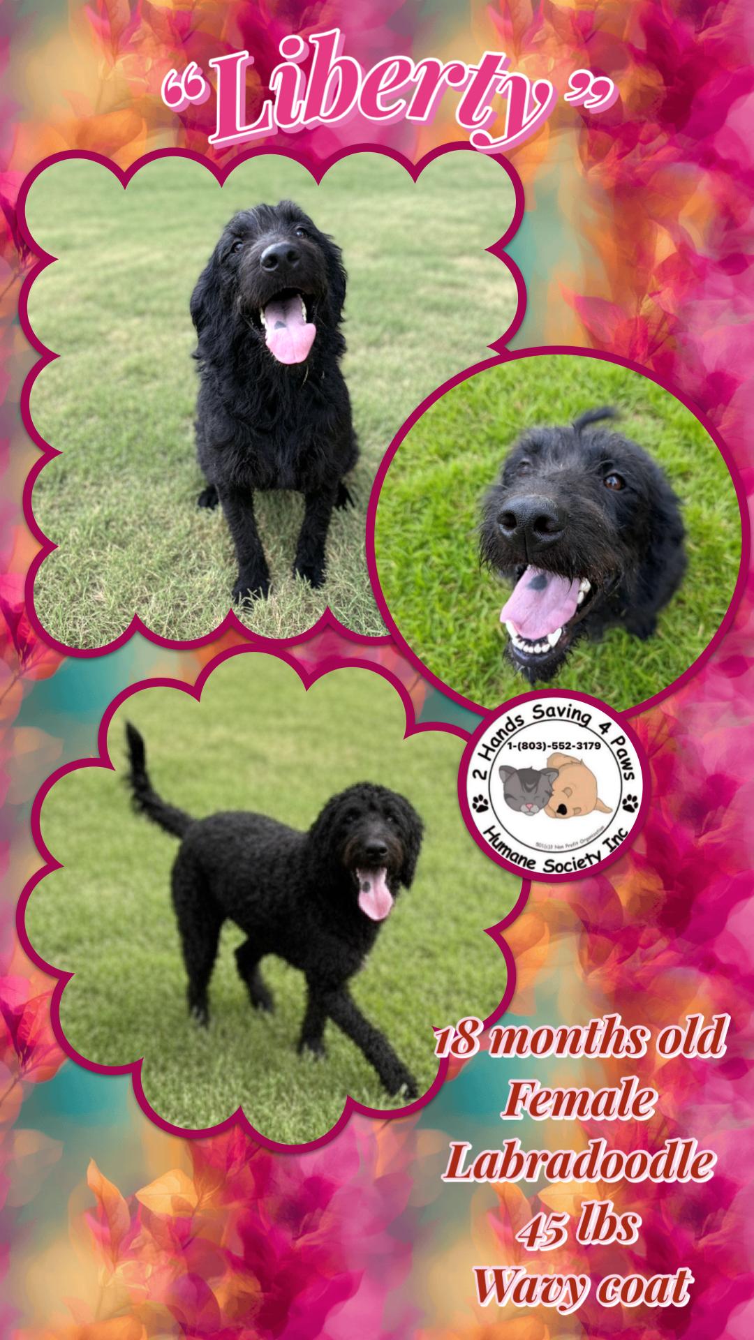 Enlarge Liberty, a Adoptable Labradoodle in Totowa, NJ image 1/1