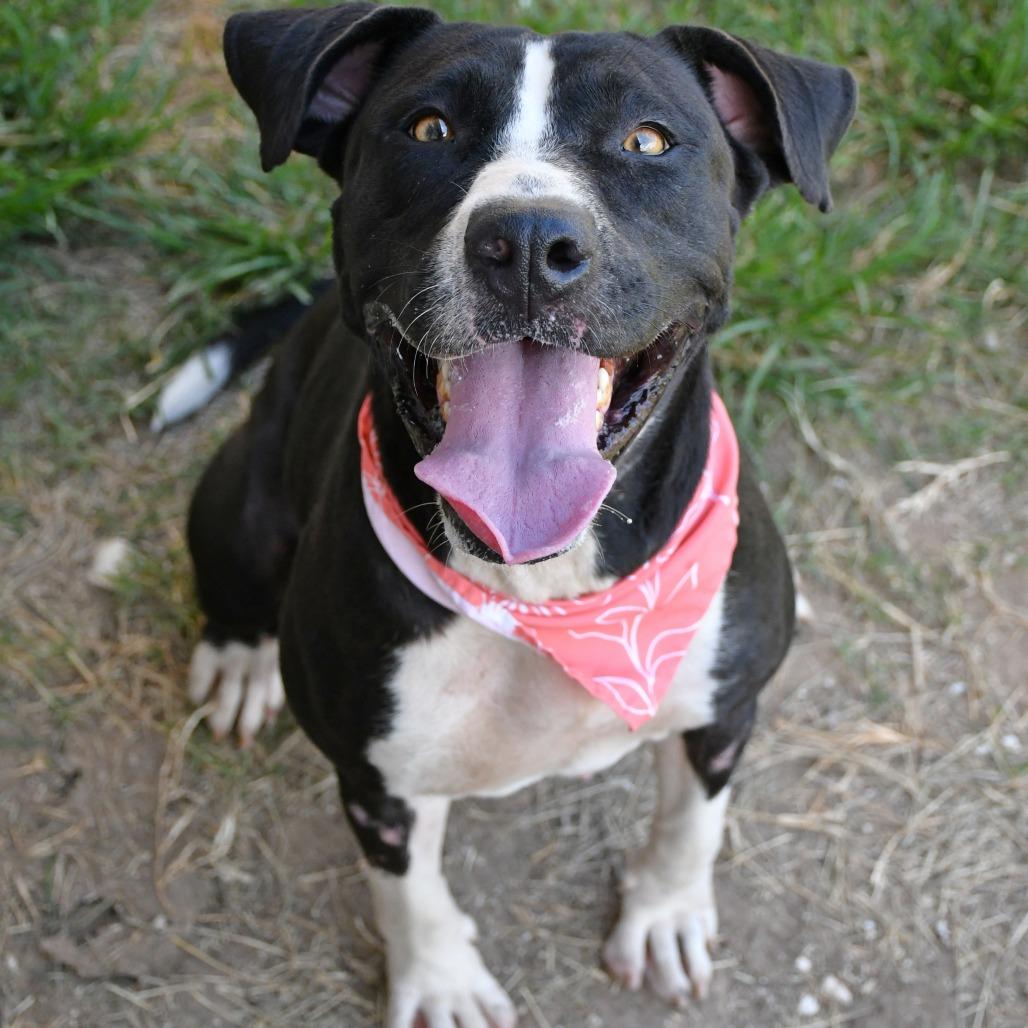 Enlarge Pearl, a Adoptable Pit Bull Terrier in Beaumont, TX image 1/6