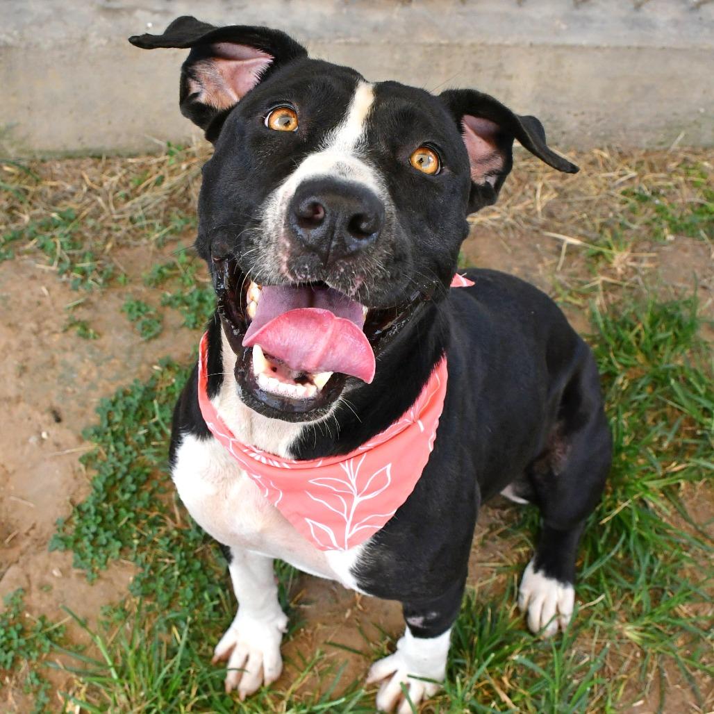 Enlarge Pearl, a Adoptable Pit Bull Terrier in Beaumont, TX image 2/6