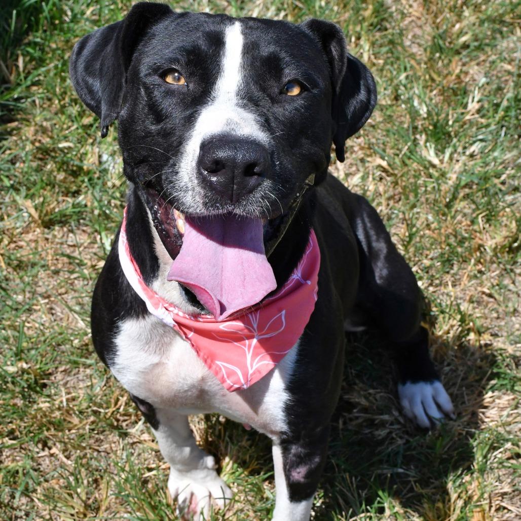Enlarge Pearl, a Adoptable Pit Bull Terrier in Beaumont, TX image 3/6