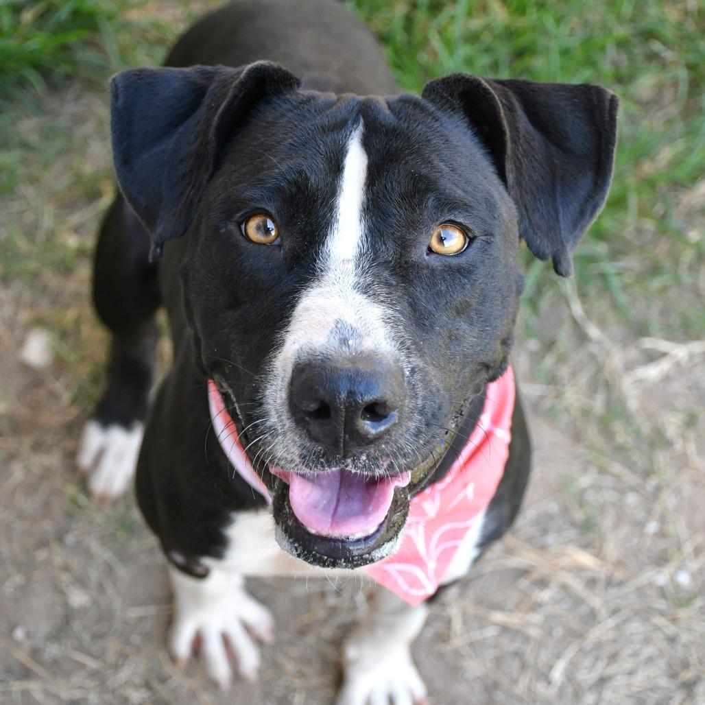 Enlarge Pearl, a Adoptable Pit Bull Terrier in Beaumont, TX image 4/6