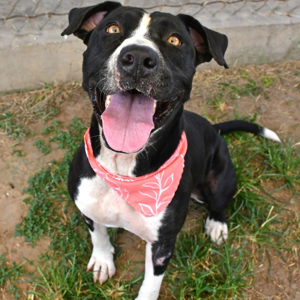 Enlarge Pearl, a Adoptable Pit Bull Terrier in Beaumont, TX image 5/6
