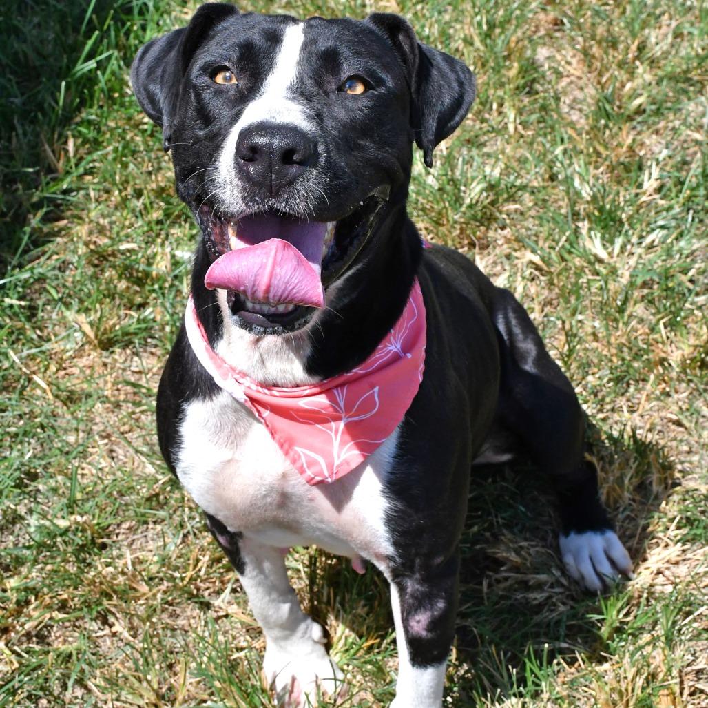 Enlarge Pearl, a Adoptable Pit Bull Terrier in Beaumont, TX image 6/6