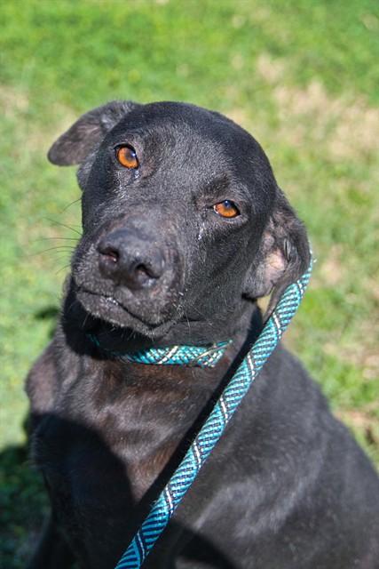 PANTHER, Adoptable, Adult Male Labrador Retriever & Mixed Breed.