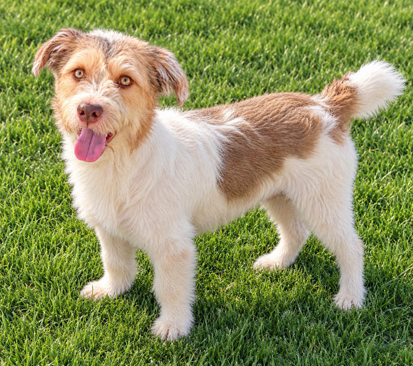 Enlarge Arthur, a Adopted mixed breed in Redondo Beach, CA image 1/4