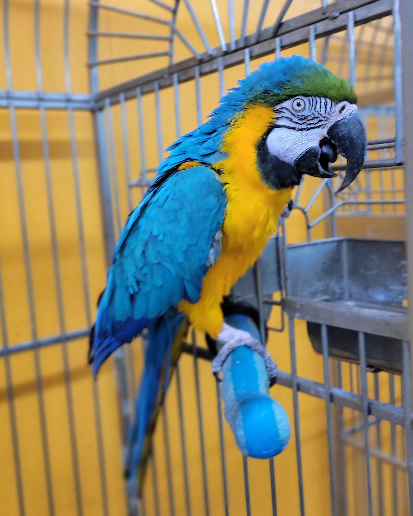 Enlarge Max, a Adoptable Macaw in Edgerton, WI image 1/2