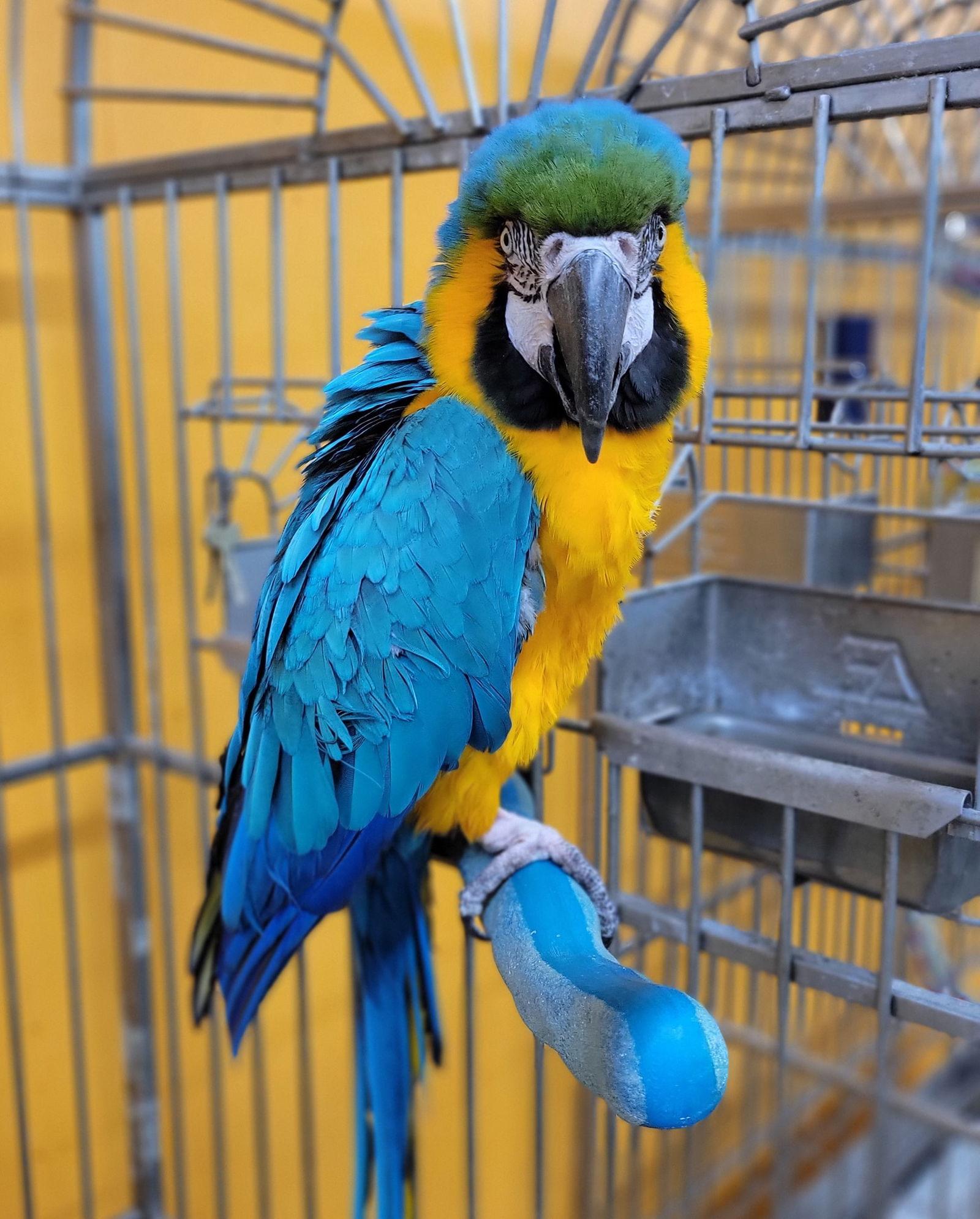 Enlarge Max, a Adoptable Macaw in Edgerton, WI image 2/2