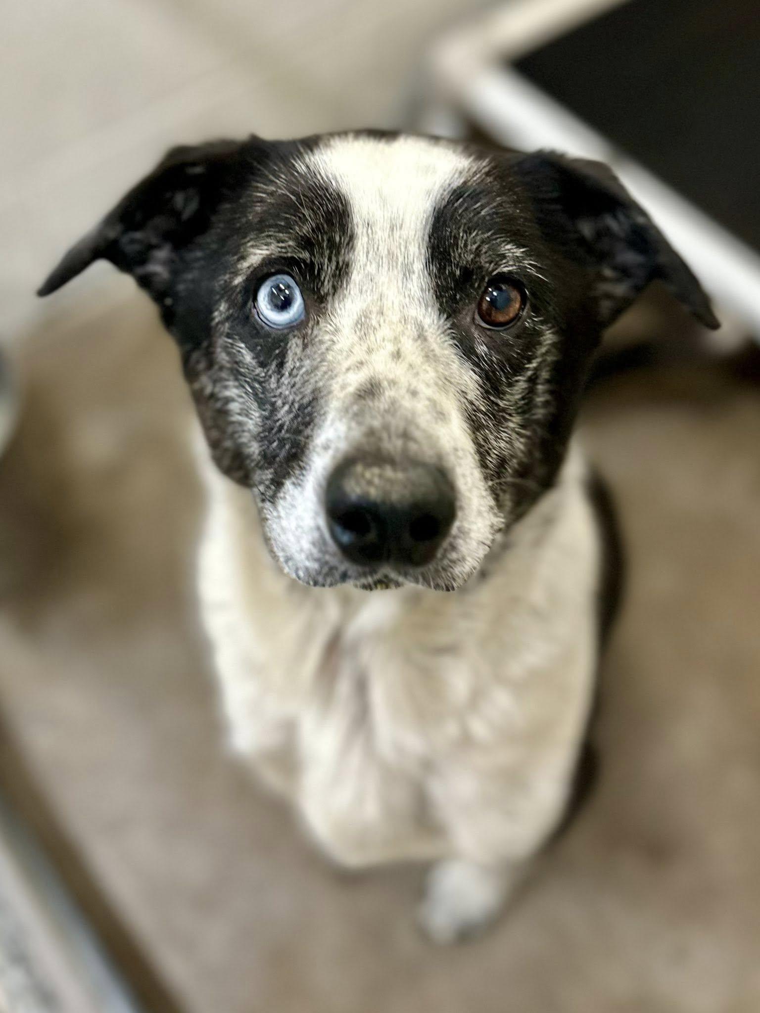 Enlarge Shawna, a Adoptable mixed breed in Sherman, TX image 1/1
