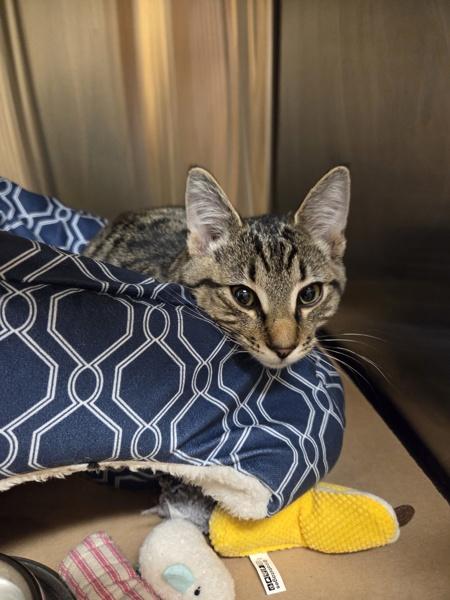Hotdog, Adoptable, Young Male Domestic Short Hair.
