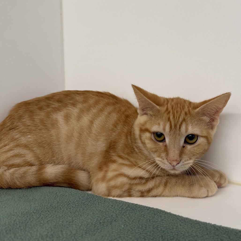 Fajita, Adoptable, Kitten Female Domestic Short Hair.
