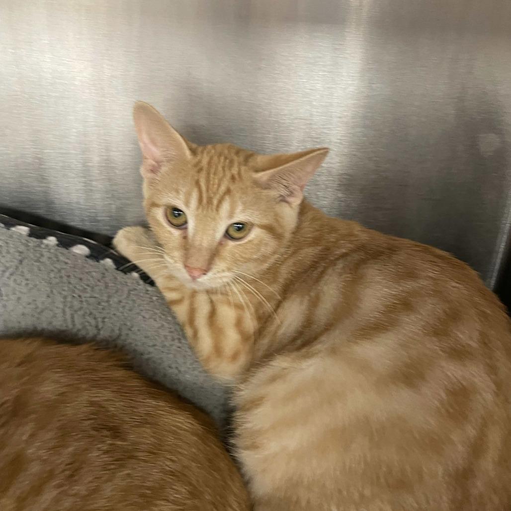Enlarge Fajita, a Adoptable Domestic Short Hair in Beaumont, TX image 2/3