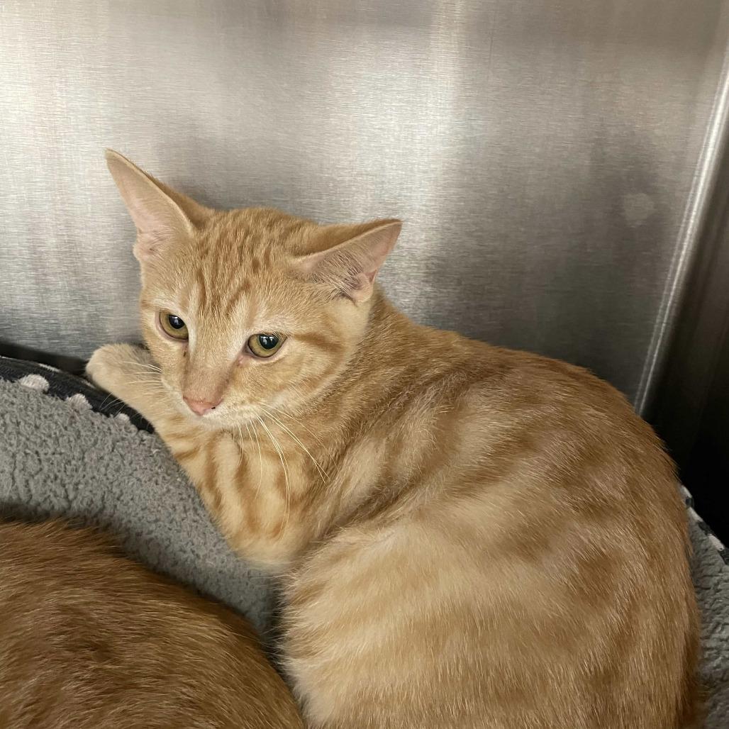 Enlarge Fajita, a Adoptable Domestic Short Hair in Beaumont, TX image 3/3