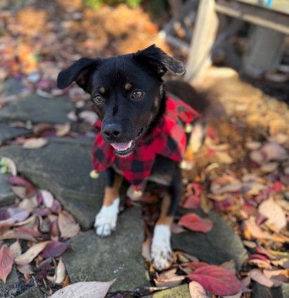 Enlarge Beans, a Adoptable Chihuahua in Midland, VA image 1/1