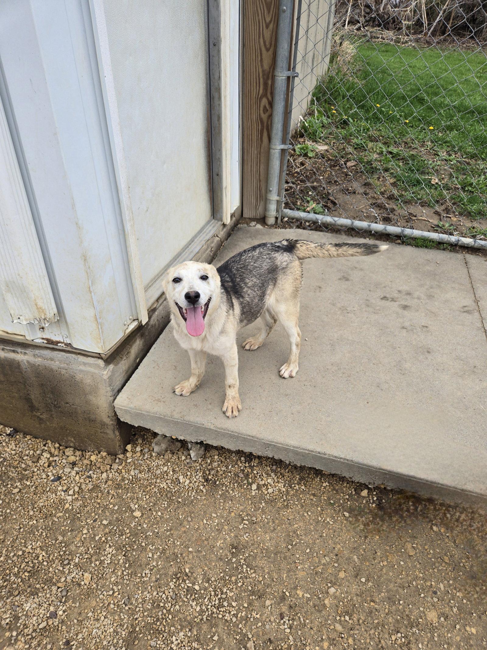 Enlarge Copper, a Adoptable mixed breed in Maquoketa, IA image 1/1