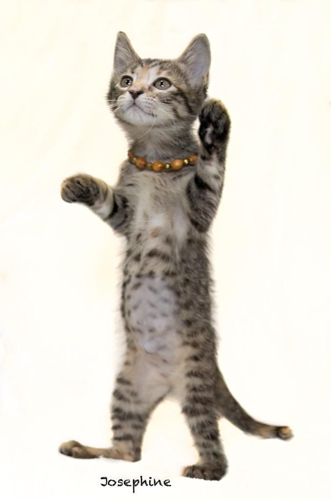 Josephine, Adoptable, Kitten Female Domestic Short Hair.