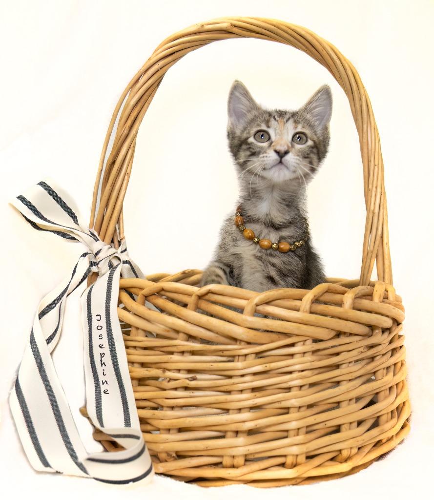 Enlarge Josephine, a Adoptable mixed breed in Hot Springs Village, AR image 2/2