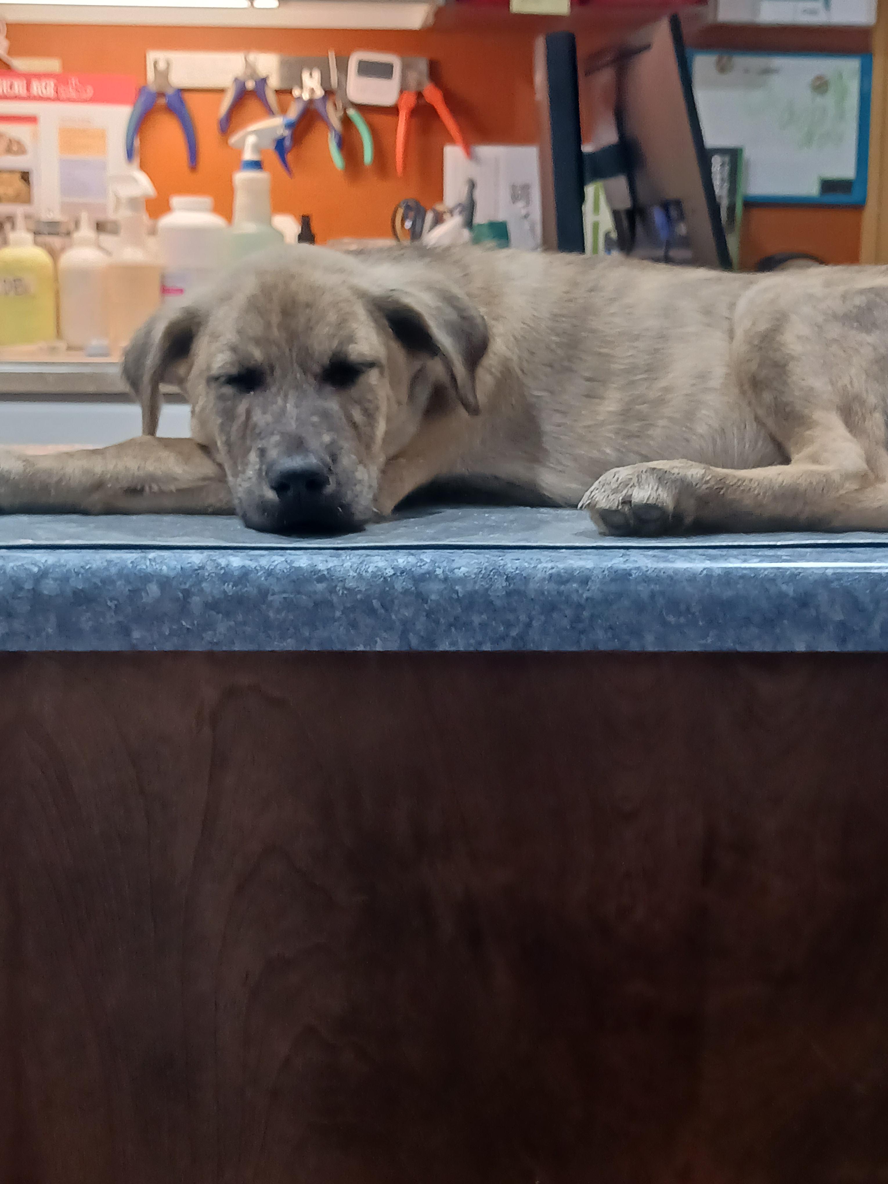 River, Adoptable, Puppy Male Labrador Retriever & Anatolian Shepherd.