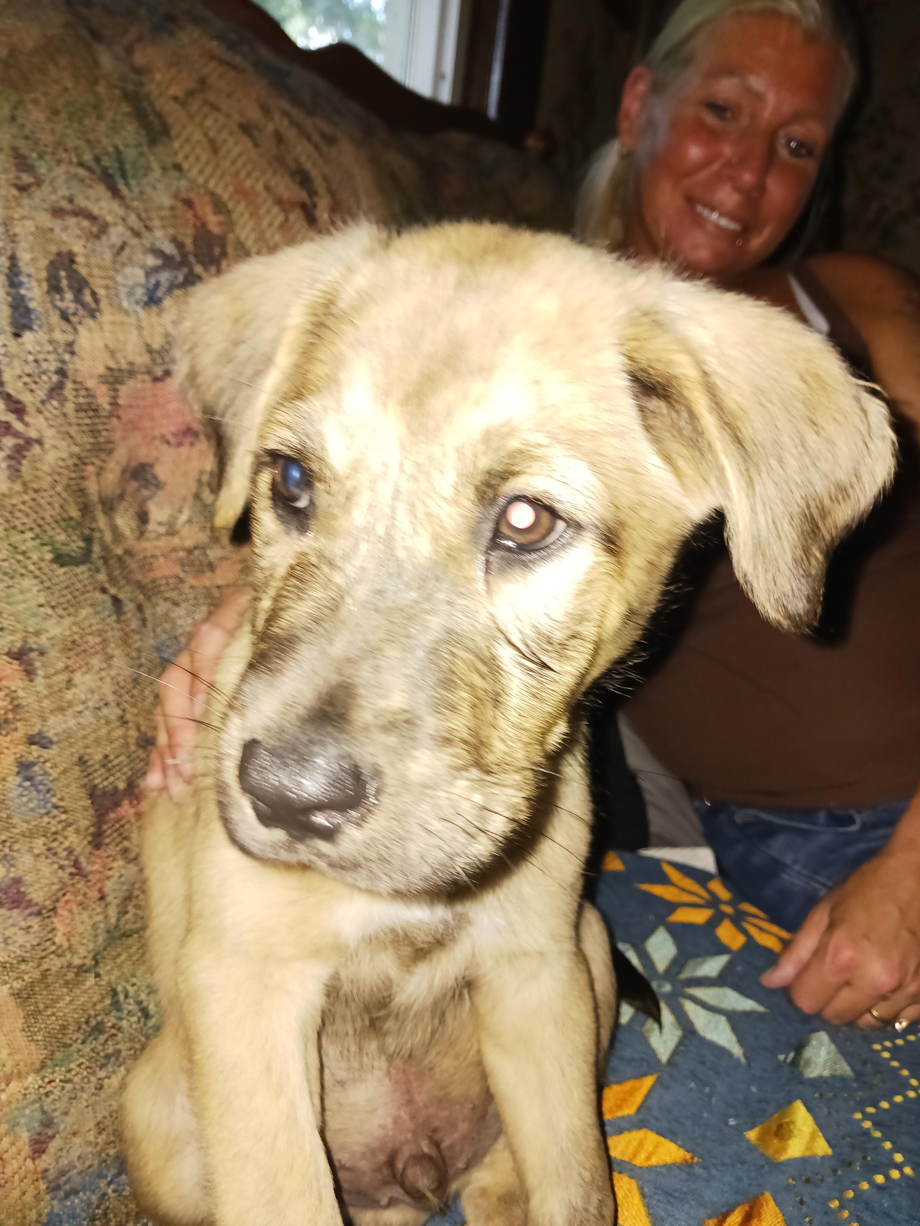 River, a Adoptable mixed breed in Winchester, CT image 4/4
