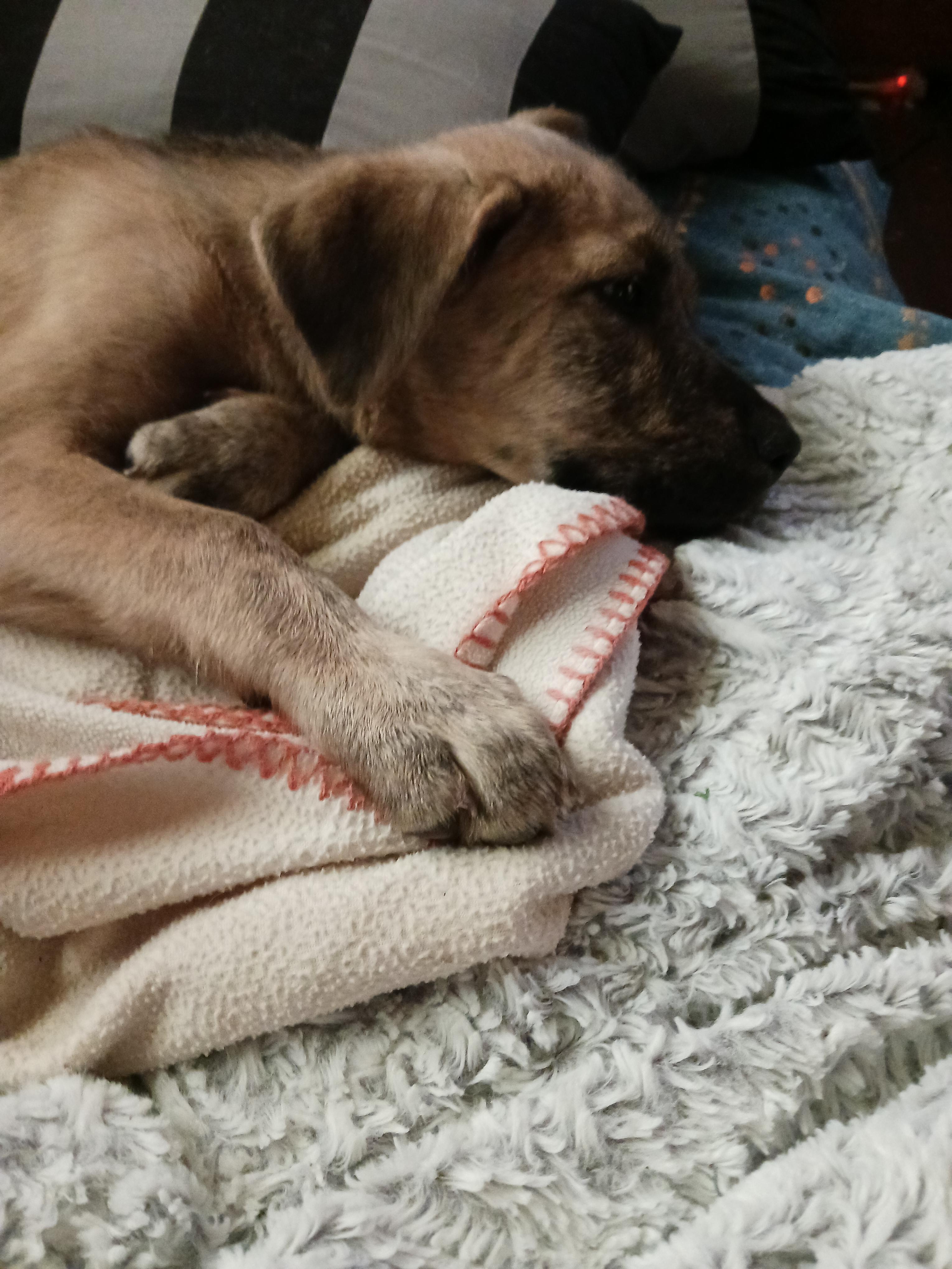 River, a Adoptable mixed breed in Winchester, CT image 3/4
