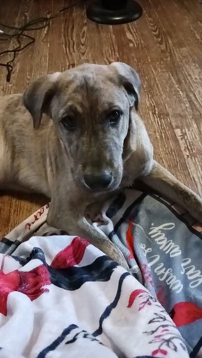 Enlarge River, a Adoptable mixed breed in Unionville, CT video 4/4