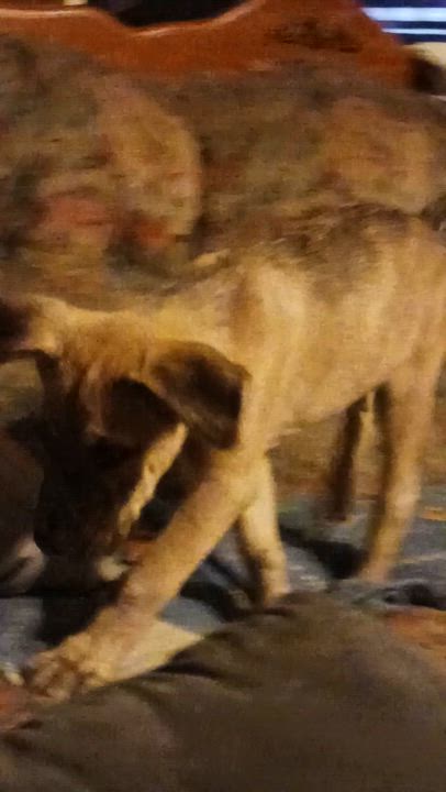 Enlarge River, a Adoptable mixed breed in Winchester, CT video 2/4