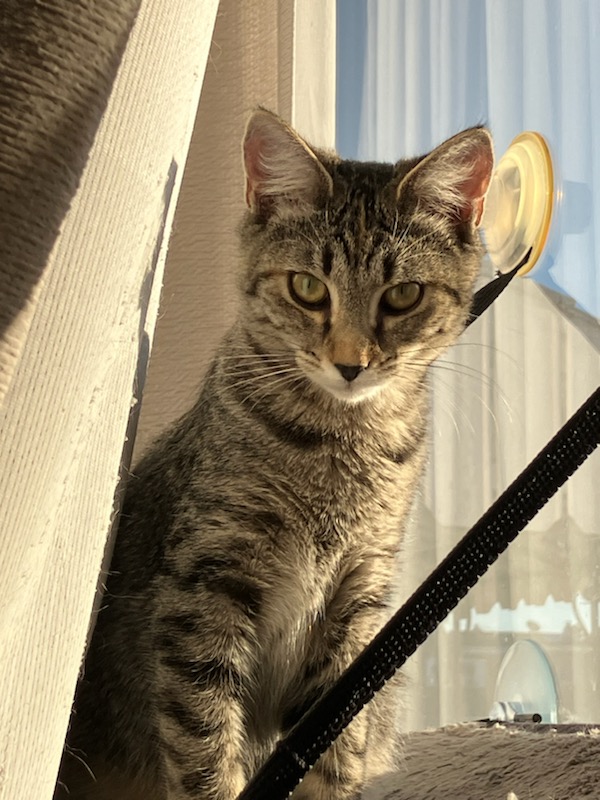 Silver, a Adoptable Domestic Short Hair in Nottingham, MD image 1/2