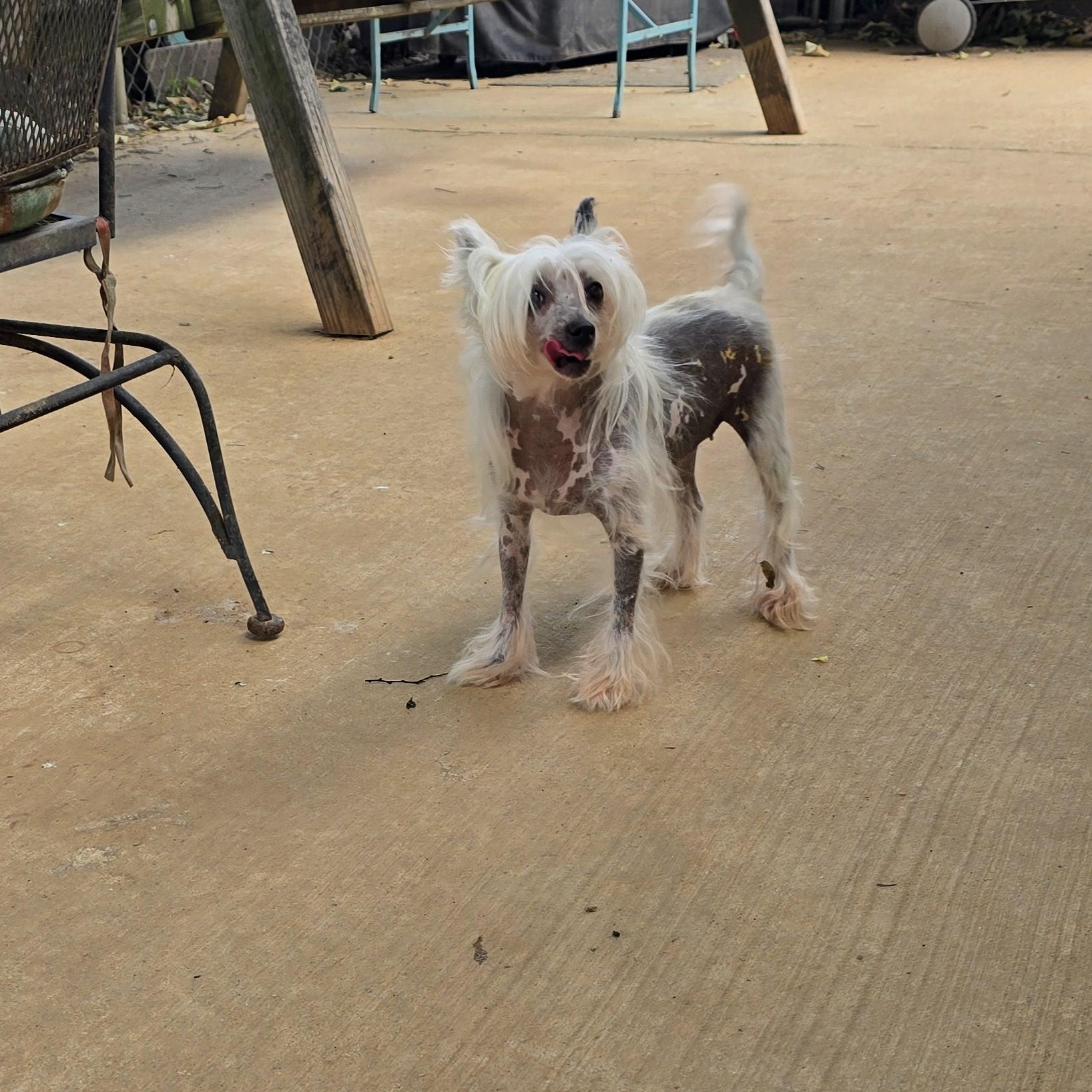 BRI, an adopted Chinese Crested Dog in Athens, AL image 3/6