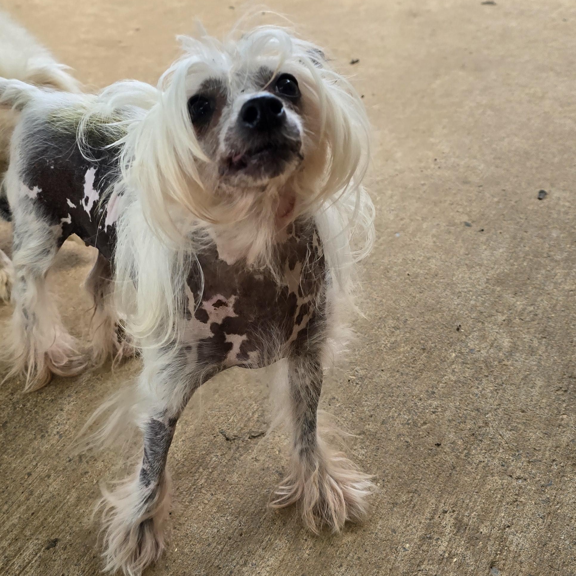 BRI, an adopted Chinese Crested Dog in Athens, AL image 5/6
