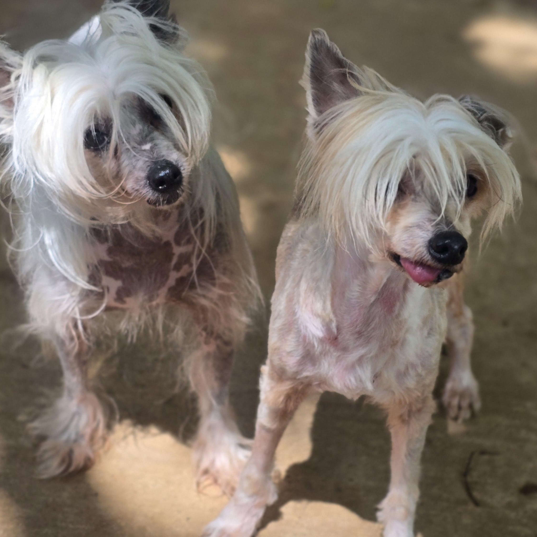 BRI, adopted, Adult Female Chinese Crested Dog.