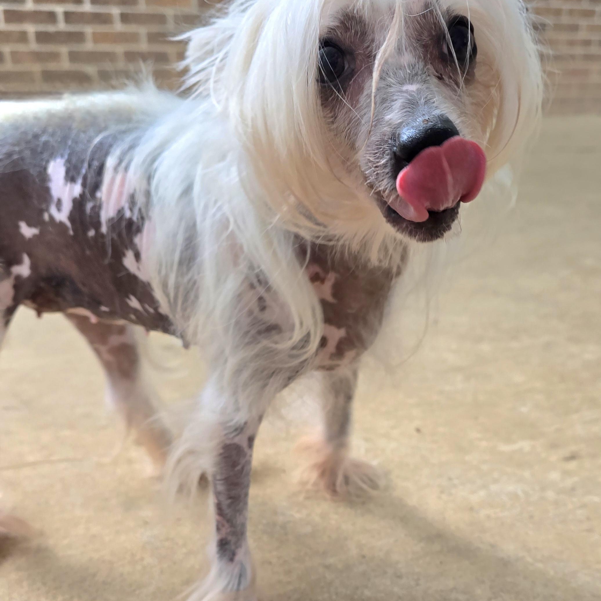BRI, an adopted Chinese Crested Dog in Athens, AL image 4/6