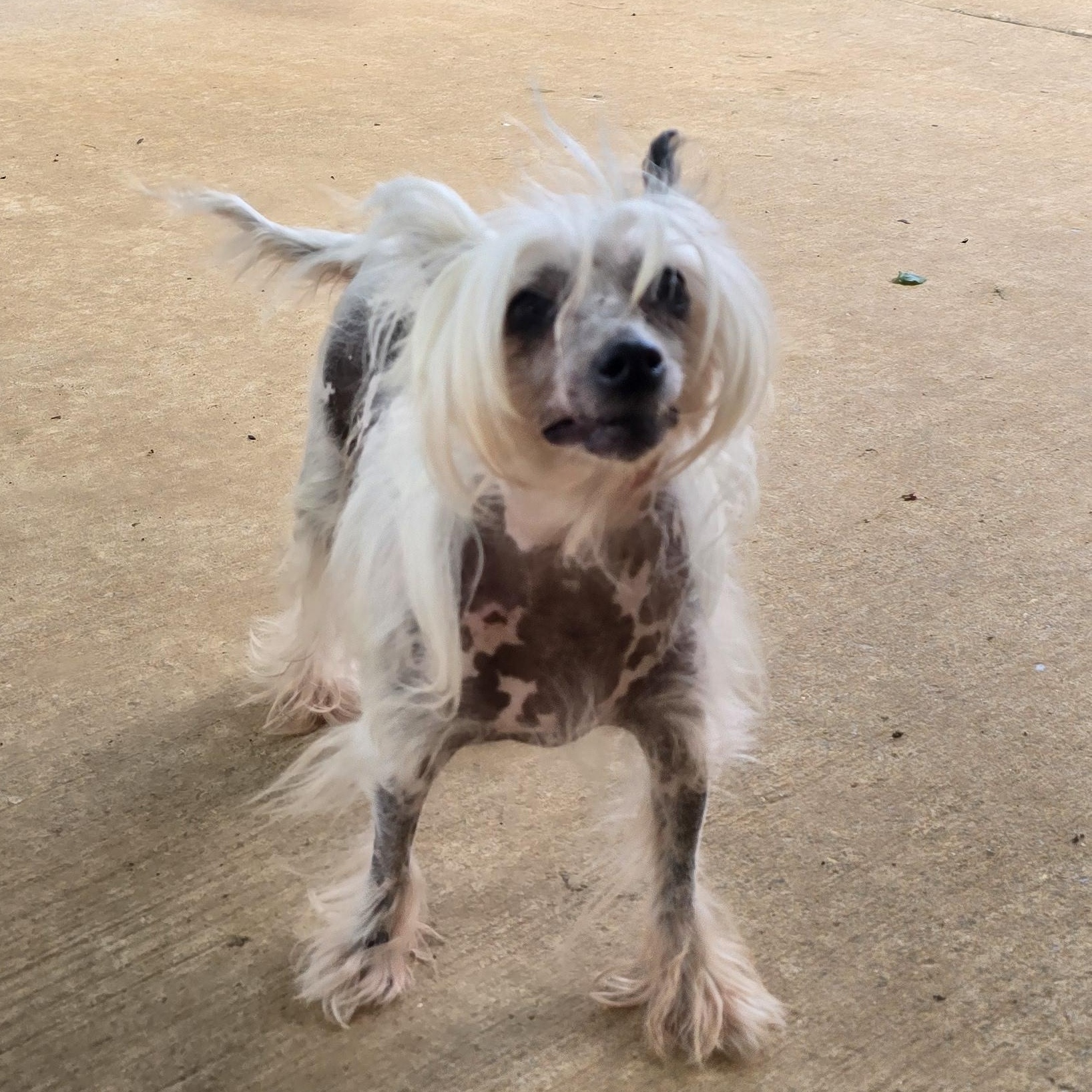 BRI, an adopted Chinese Crested Dog in Athens, AL image 2/6