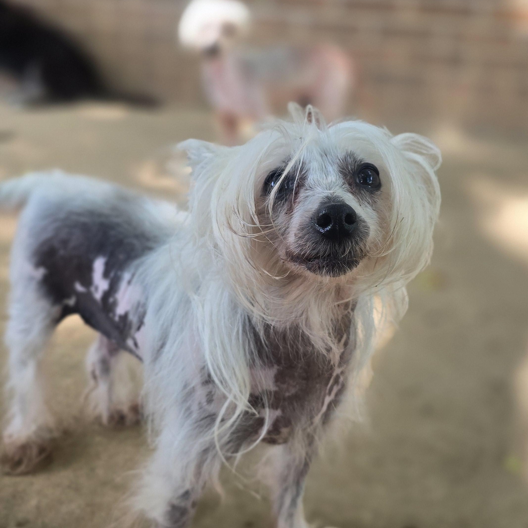 BRI, an adopted Chinese Crested Dog in Athens, AL image 6/6