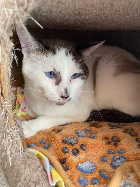 Enlarge PINECONE, a Adoptable Domestic Short Hair in Aurora, CO image 1/1