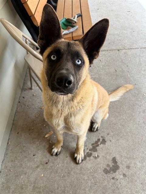 RIGGS, Adoptable, Young Male Belgian Shepherd / Malinois & Mixed Breed.