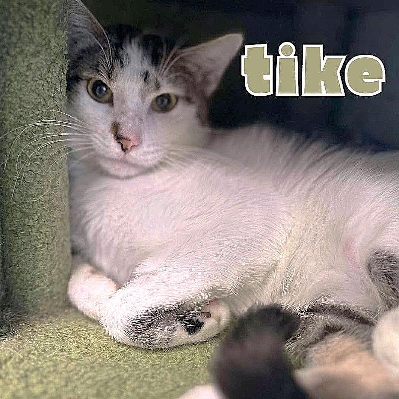 TIKE, a ADOPTABLE Domestic Short Hair in Pegram, TN image 1/3