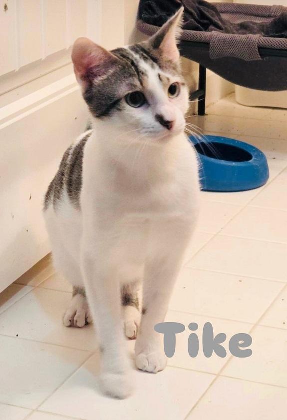 TIKE, a ADOPTABLE Domestic Short Hair in Pegram, TN image 2/3
