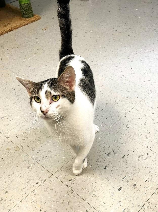 TIKE, a ADOPTABLE Domestic Short Hair in Pegram, TN image 3/3