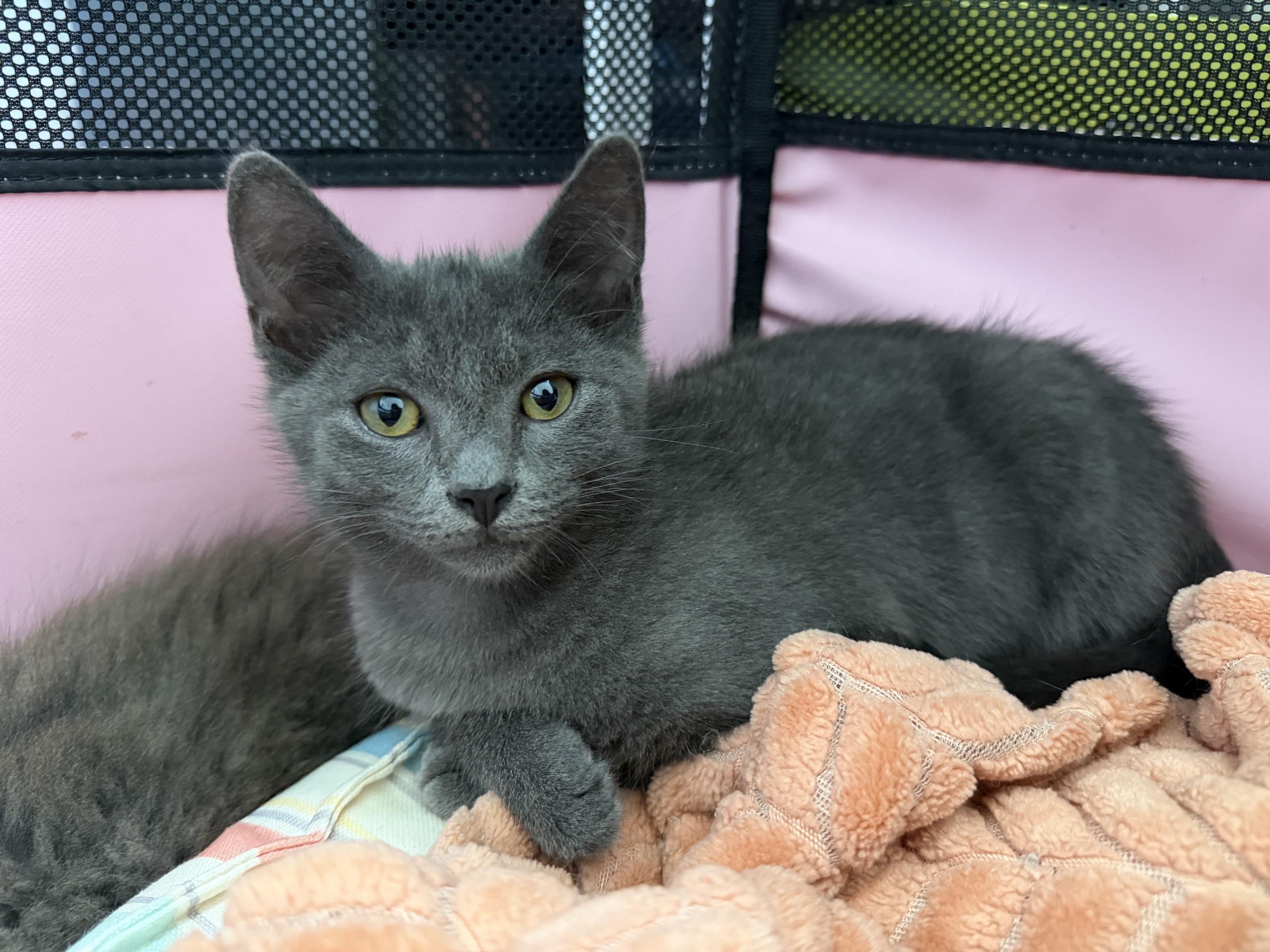 Enlarge Blin, a Adoptable mixed breed in Seymour, TN image 2/5