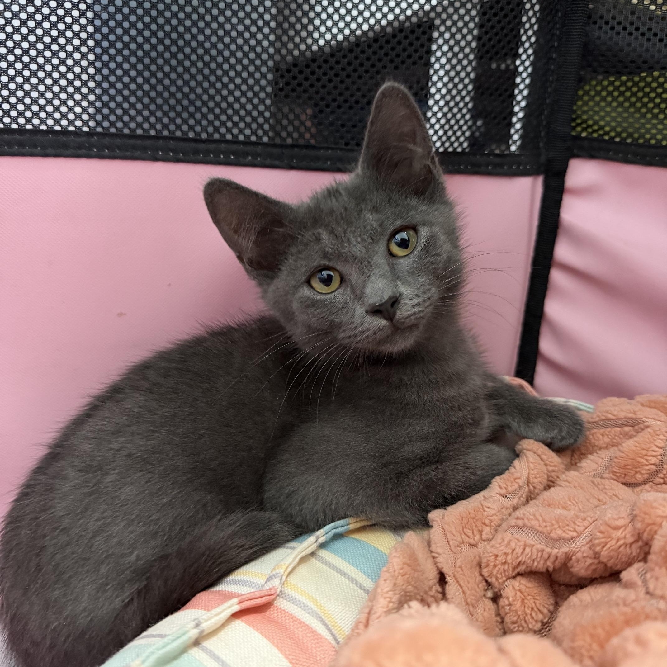 Enlarge Blin, a Adoptable mixed breed in Seymour, TN image 3/5
