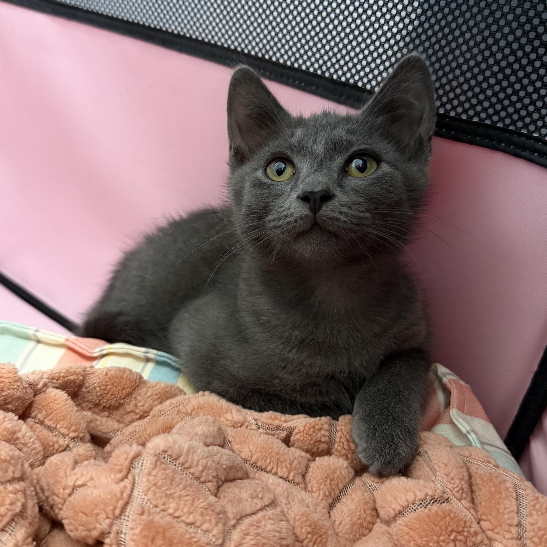 Blin, Adoptable, Kitten Male Domestic Medium Hair & Russian Blue.